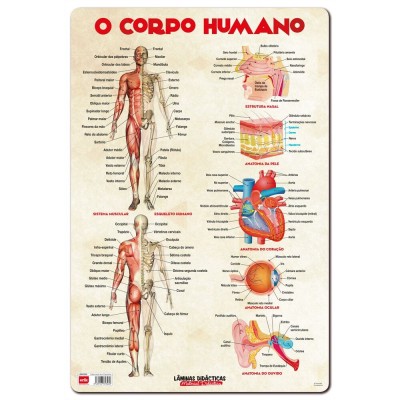 Lamina Educativa Cuerpo Humano portugues